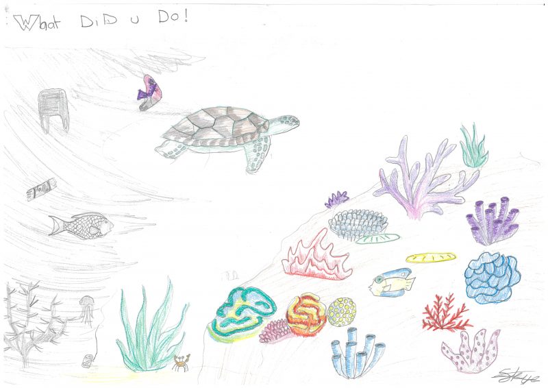 800x566 what did you do to the great barrier reef - Great Barrier Reef Drawing