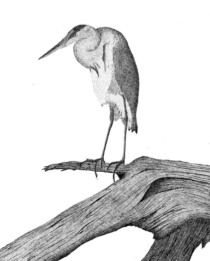 725x900 Great Blue Heron Drawing - Great Blue Heron Drawing