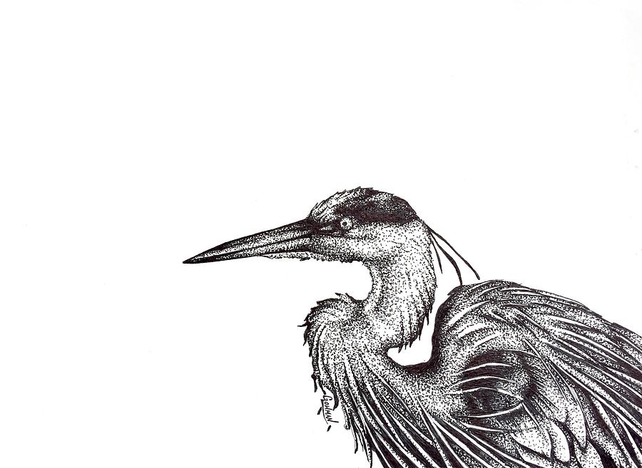 900x657 Great Blue Heron Drawing - Great Blue Heron Drawing