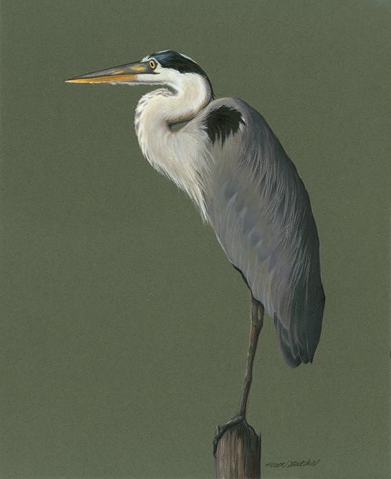 568x696 Great Blue Heron Drawing - Great Blue Heron Drawing