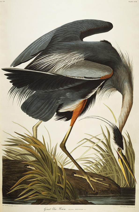 594x900 Great Blue Heron Drawing - Great Blue Heron Drawing