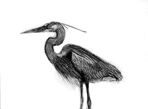 300x221 Great Blue Heron Drawing - Great Blue Heron Drawing