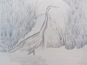 300x225 Great Blue Heron Pencil Drawing Drawing - Great Blue Heron Drawing