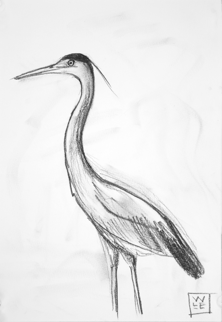 725x1053 Great Blue Heron Graphite Drawing Will Lineberger Eskridge - Great Blue Heron Drawing
