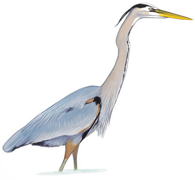 386x356 How To Go From Watching Birds To Drawing Them Audubon - Great Blue Heron Drawing