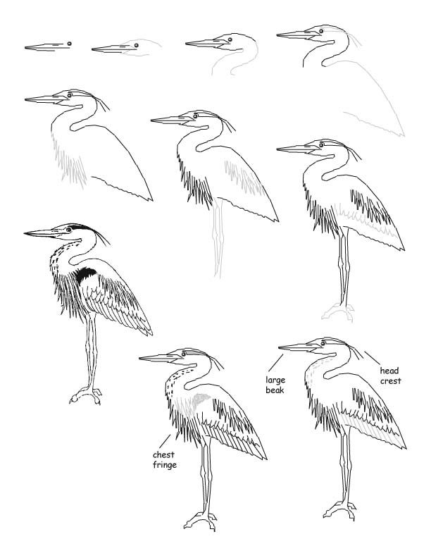 612x792 How To Draw A Great Blue Heron Birds Drawings, Watercolor Art - Great Blue Heron Drawing