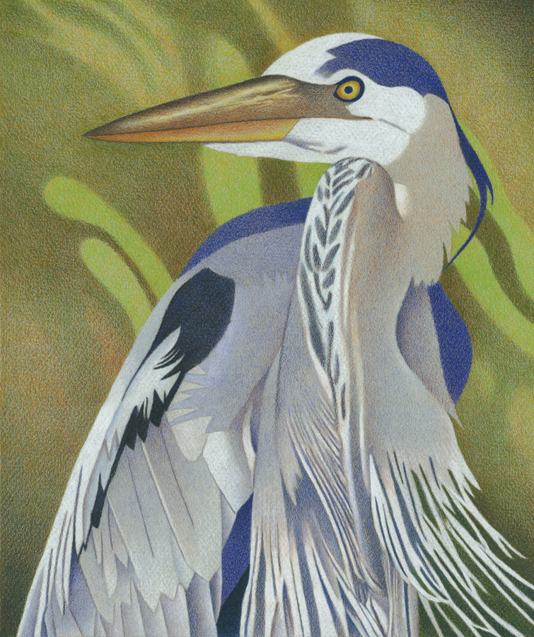 755x900 Impression Evergreen Great Blue Heron - Great Blue Heron Drawing