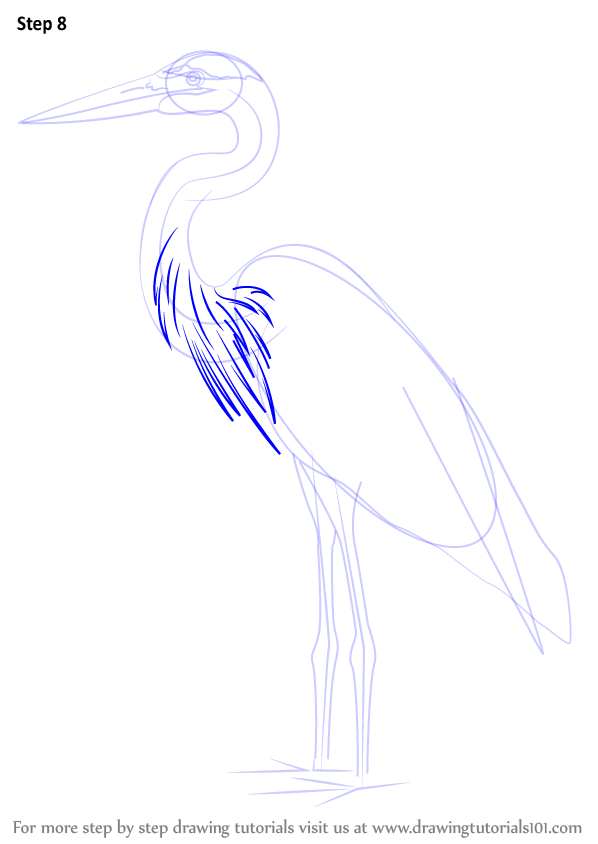 598x844 Learn How To Draw A Great Blue Heron - Great Blue Heron Drawing