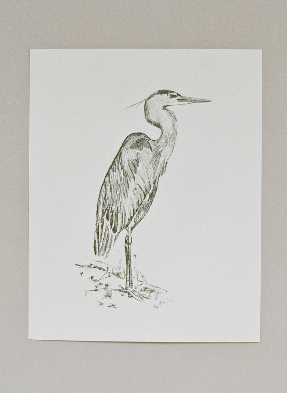 1000x1365 Marked All Products Great Blue Heron Art Print - Great Blue Heron Drawing