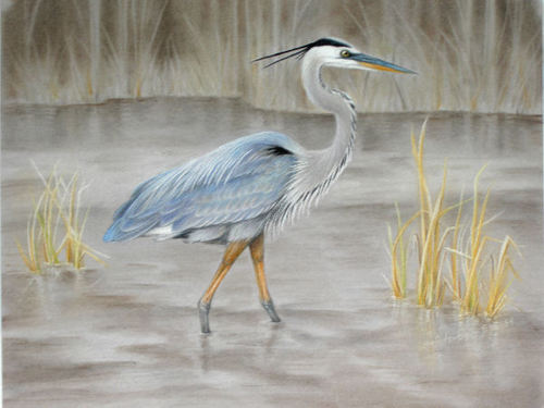 Great Blue Heron Drawing at PaintingValley.com | Explore collection of ...