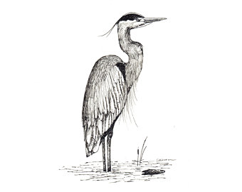 340x270 Blue Heron Drawing Etsy - Great Blue Heron Drawing