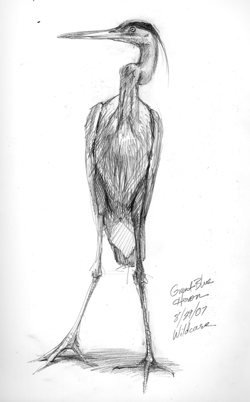 497x800 Drawing The Great Blue Heron Drawing The Motmot - Great Blue Heron Drawing
