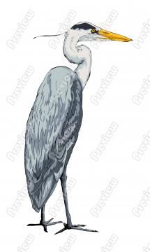 215x360 great blue heron cartoon clip art art cartoon drawings, blue - Great Blue Heron Drawing