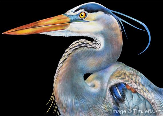570x405 Great Blue Heron Colored Pencil Drawing Etsy - Great Blue Heron Drawing