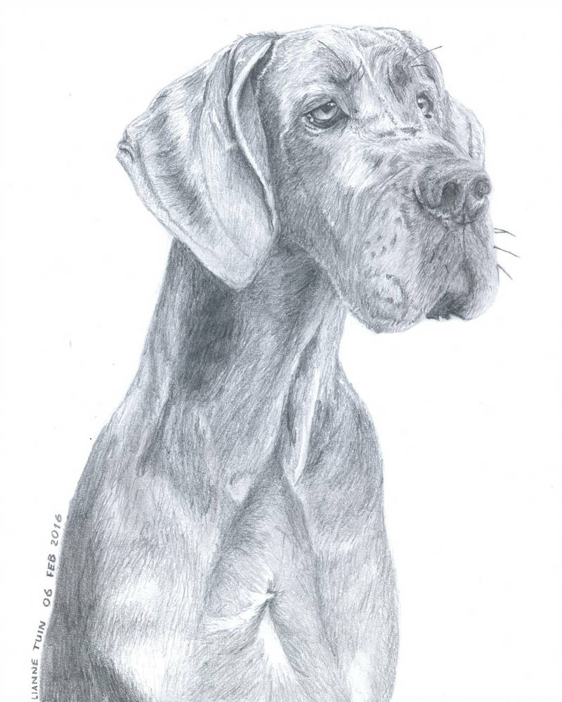 800x1000 Great Dane Drawing - Great Dane Drawing