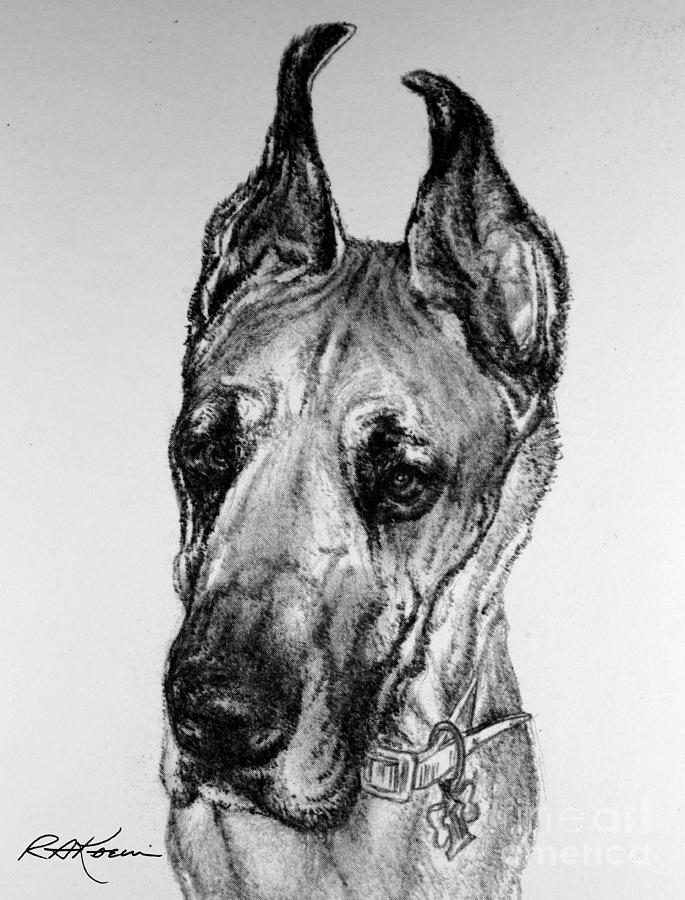 Great Dane Drawing at Explore collection of Great