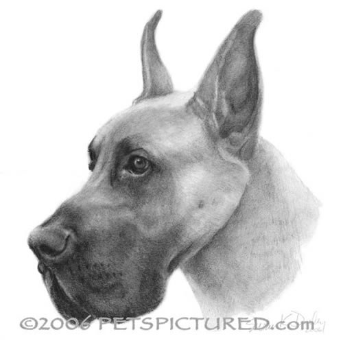 Great Dane Drawing at PaintingValley.com | Explore collection of Great ...