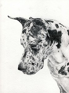 222x300 Great Dane Portrait Drawing - Great Dane Drawing
