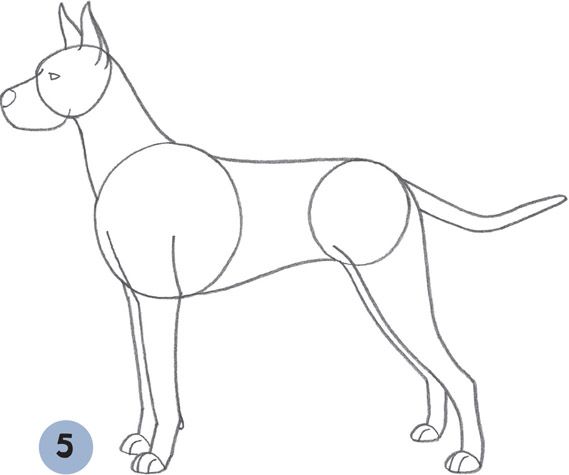 569x475 Great Dane Head Drawings Dogs Drawings, Watercolor - Great Dane Drawing