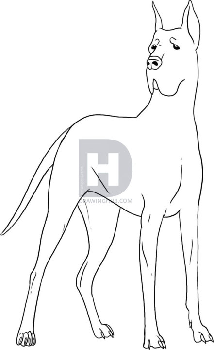 441x720 How To Draw A Great Dane, Step - Great Dane Drawing