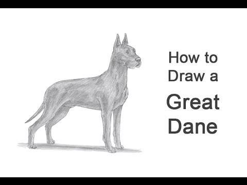 480x360 How To Draw A Dog - Great Dane Drawing