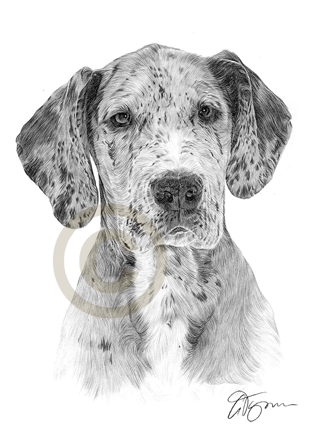 Great Dane Drawing at PaintingValley.com | Explore collection of Great