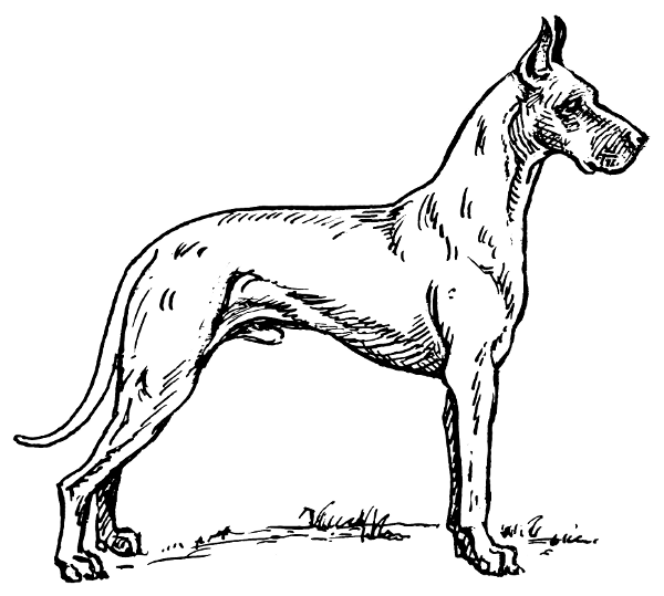 600x539 Great Dane Drawing - Great Dane Drawing