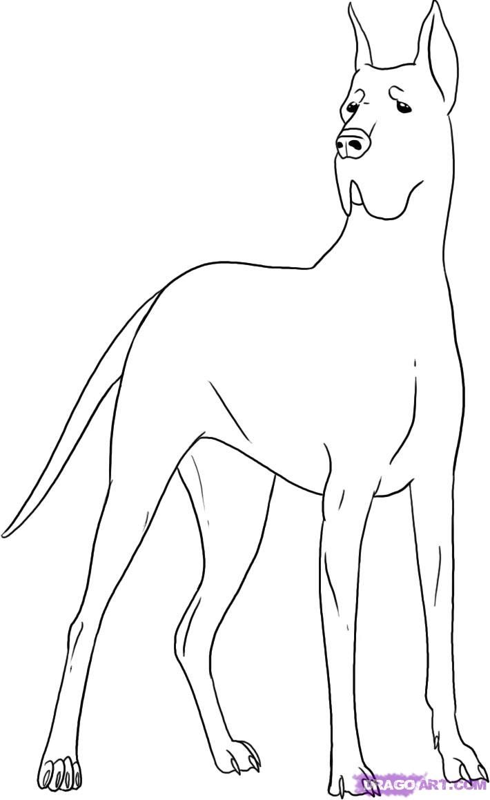 710x1159 How To Draw A Great Dane - Great Dane Drawing