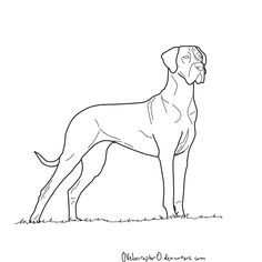236x236 How To Draw A Great Dane - Great Dane Drawing