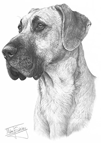 353x500 gdf galleries great dane drawing giclee print - Great Dane Drawing