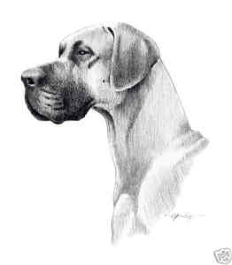 262x300 Great Dane Art Print Pencil Drawing X - Great Dane Drawing