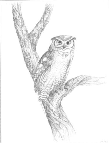 375x492 Great Horned Owl Drawing - Great Drawings