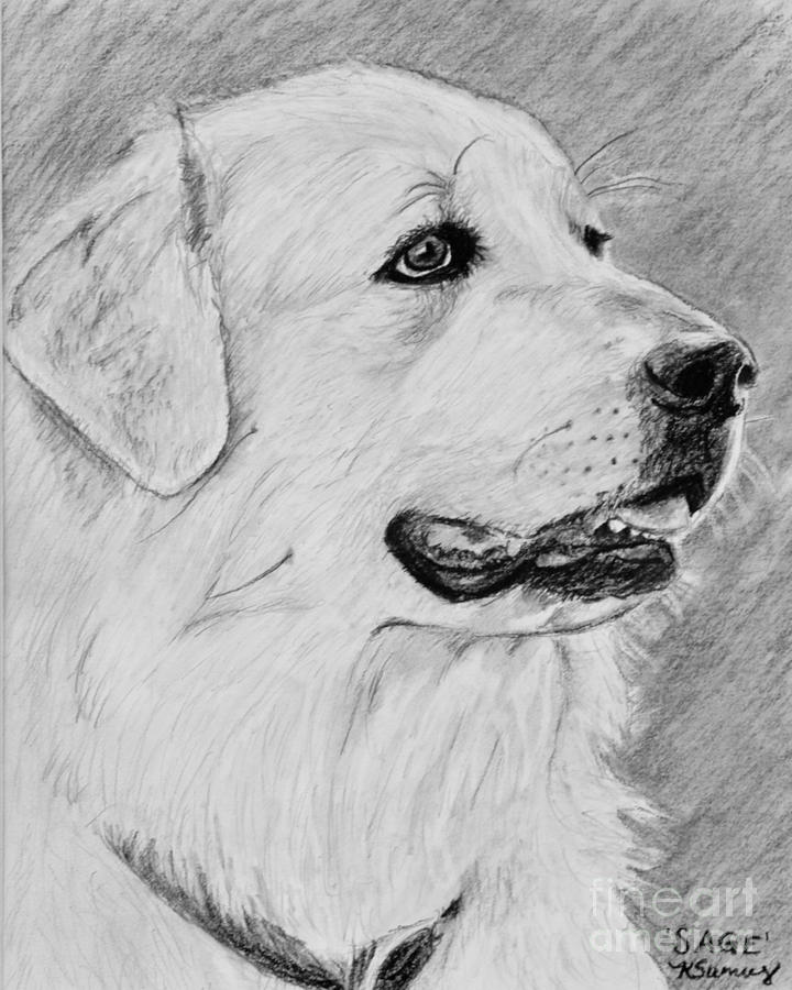 720x900 great pyrenees in profile drawing - Great Drawings