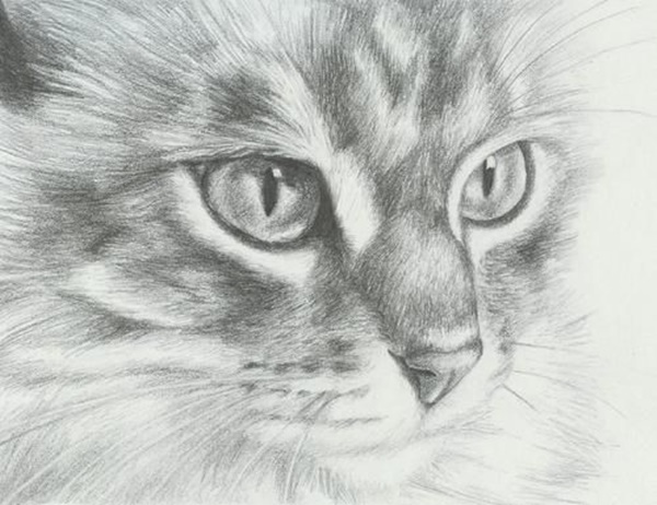 600x462 great examples of cute and majestic cat drawings - Great Drawings