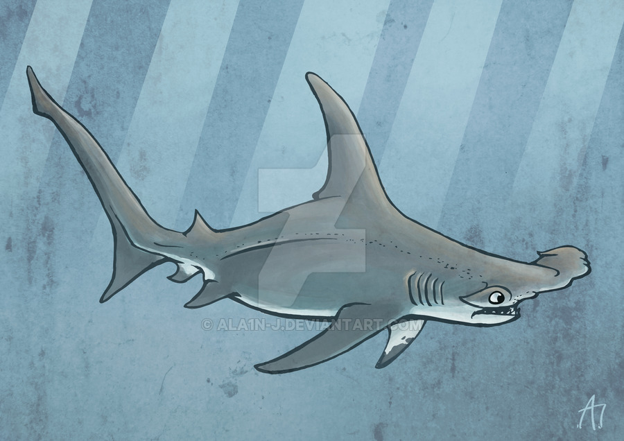Great Hammerhead Shark Drawing at Explore