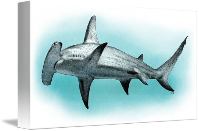 650x428 Great Hammerhead Shark - Great Hammerhead Shark Drawing