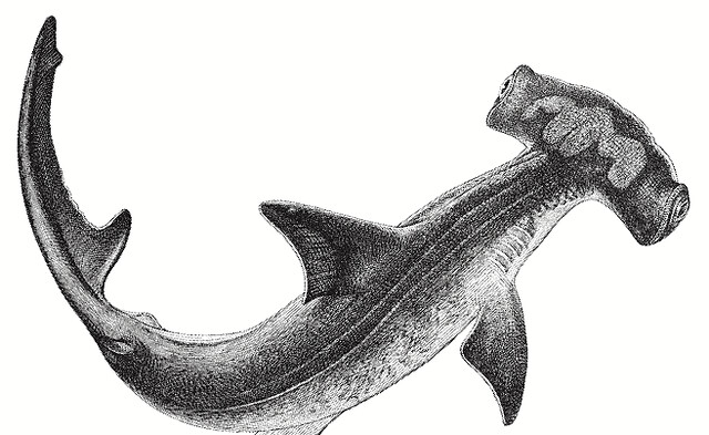 640x393 great hammerhead shark phylo the trading card game - Great Hammerhead Shark Drawing