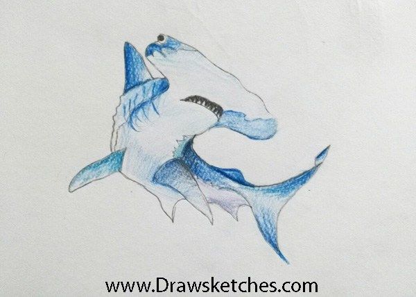 600x428 How To Draw A Hammerhead Shark In A Few Easy Steps With Pictures - Great Hammerhead Shark Drawing