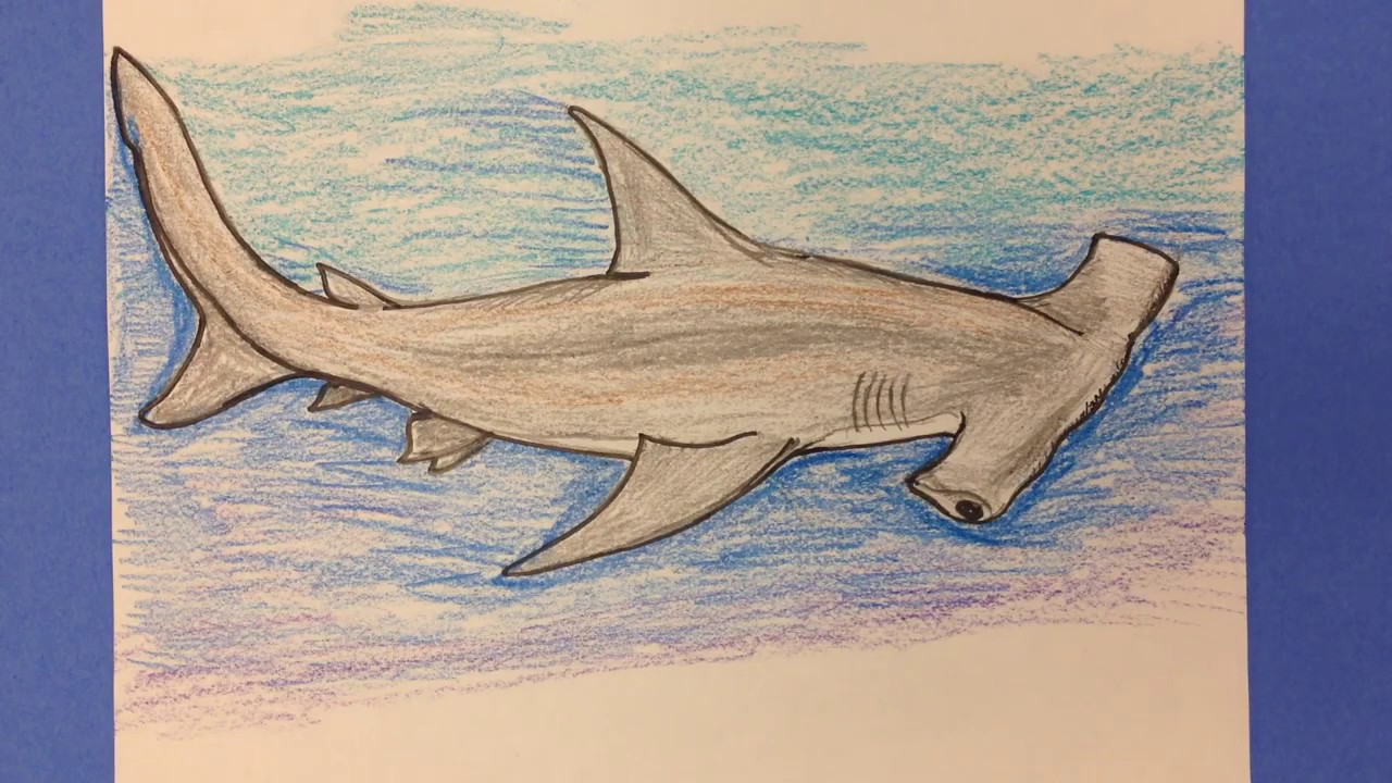 Great Hammerhead Shark Drawing at PaintingValley.com | Explore ...