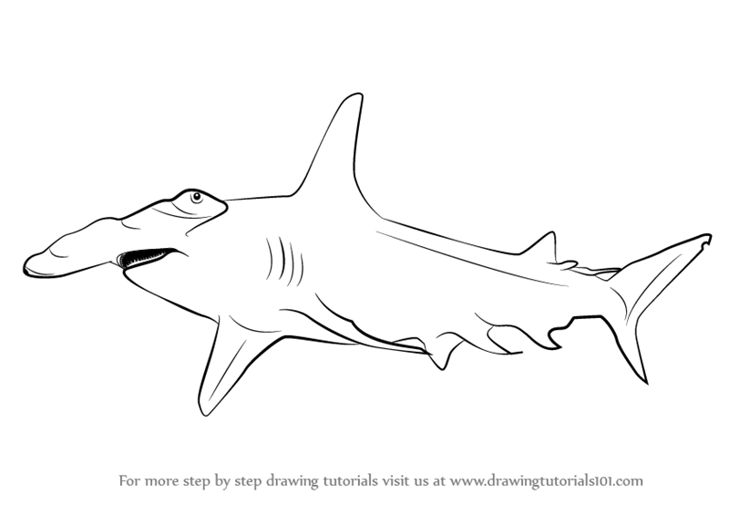 800x565 Learn How To Draw A Hammerhead Shark - Great Hammerhead Shark Drawing