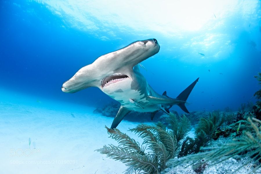 900x600 Patches Great Hammerhead Shark - Great Hammerhead Shark Drawing