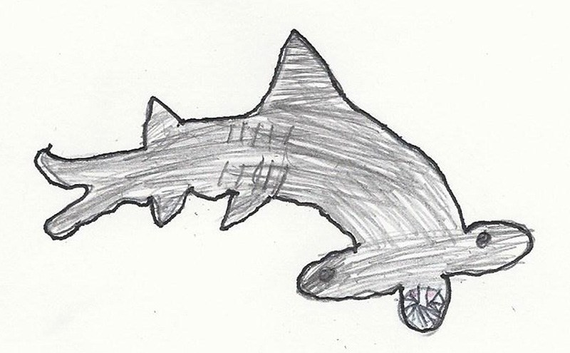 800x495 Hammerhead Shark Kid Cartoonists - Great Hammerhead Shark Drawing