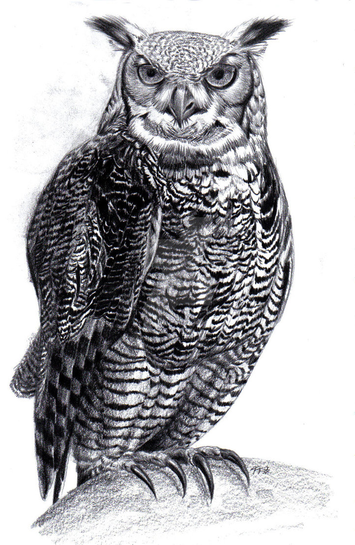 722x1107 Great Horned Owl - Great Horned Owl Drawing