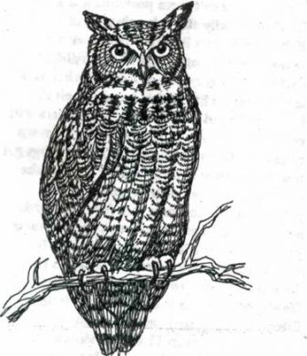 337x390 Great Horned Owl - Great Horned Owl Drawing