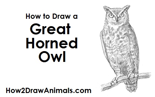 500x315 How To Draw An Owl - Great Horned Owl Drawing