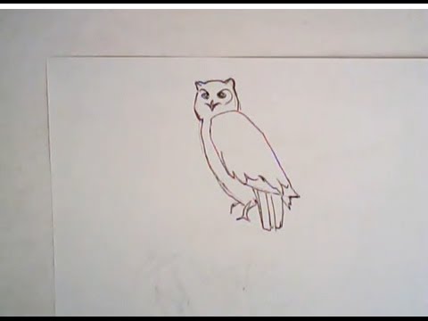 480x360 How To Draw A Great Horned Owl - Great Horned Owl Drawing