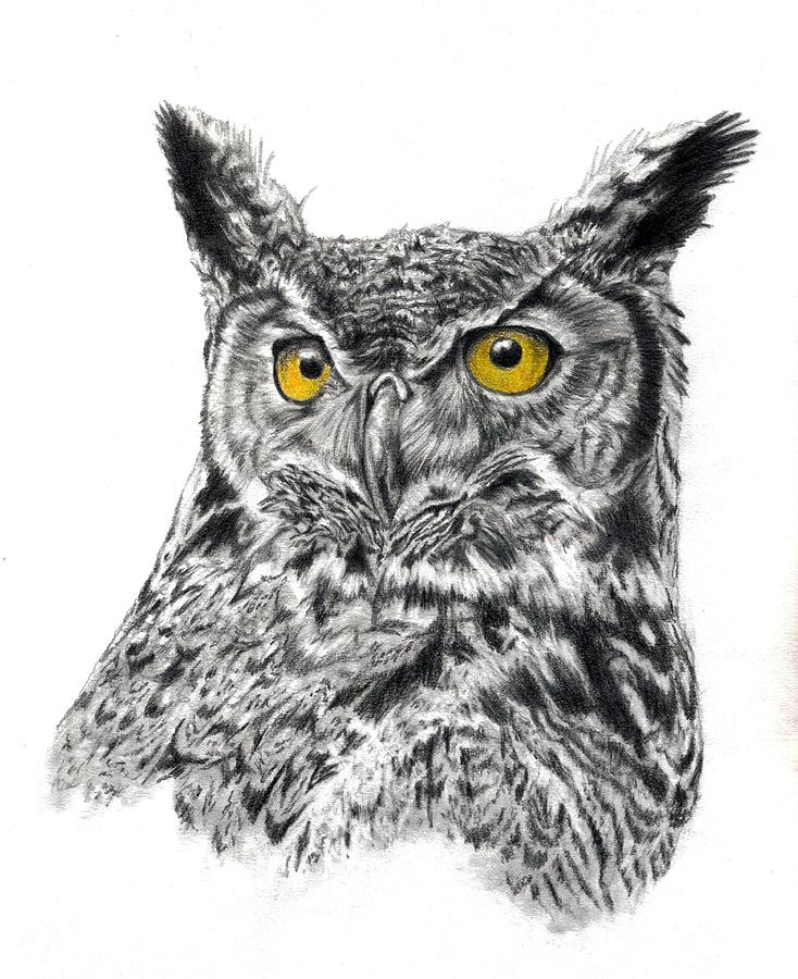 734x900 The Great Horned Owl Drawing - Great Horned Owl Drawing