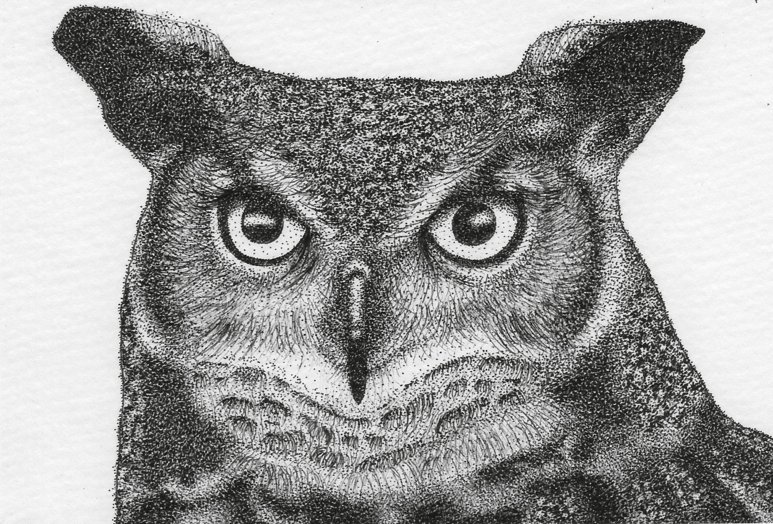 3000x2035 Black White Gray Great Horned Owl Drawing Fine Art Paper Etsy - Great Horned Owl Drawing