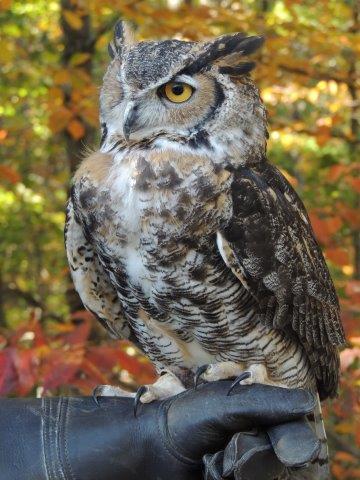 360x480 Drawing Painting Quinn The Great Horned Owl The Wildlife - Great Horned Owl Drawing
