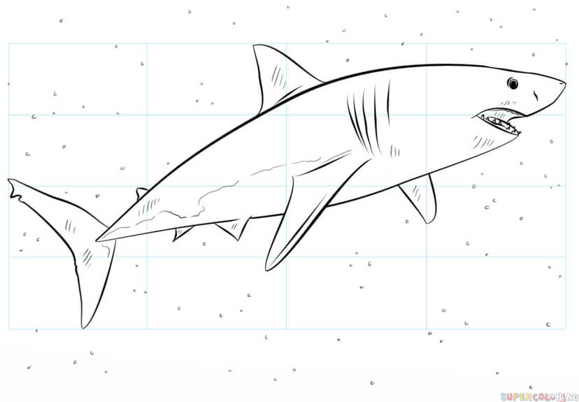 Great White Shark Outline Drawing at Explore